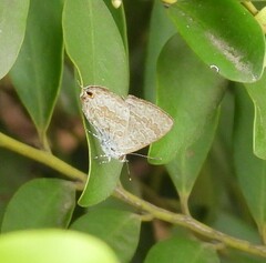 Catopyrops florinda