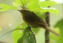 Sphenopsis frontalis