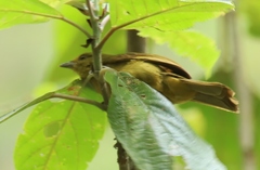 Sphenopsis frontalis