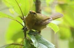 Sphenopsis frontalis