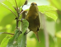 Sphenopsis frontalis