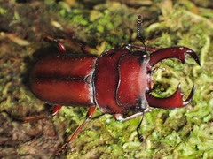 Falcicornis
