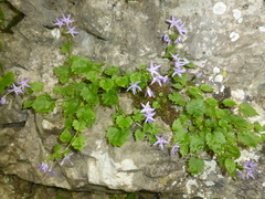 Campanula fenestrellata