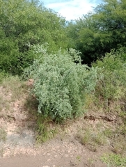 Lycium boerhaviifolium