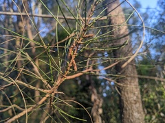Casuarina glauca