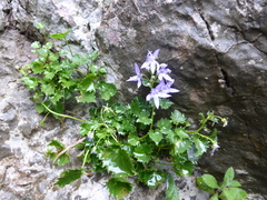 Campanula fenestrellata