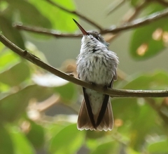 Elliotomyia chionogaster