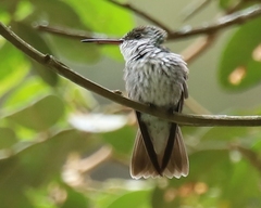 Elliotomyia chionogaster