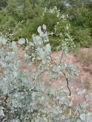 Lycium boerhaviifolium