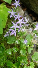 Campanula fenestrellata