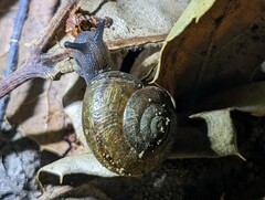 Helminthoglypta