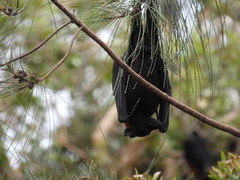 Pteropus alecto