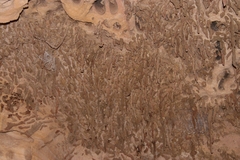 Ropalidia revolutionalis