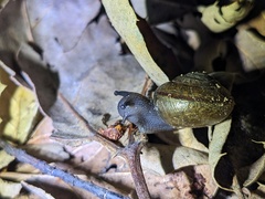 Helminthoglypta