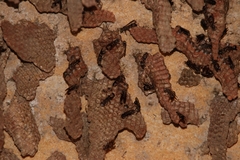 Ropalidia revolutionalis