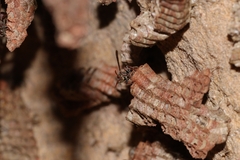 Ropalidia revolutionalis