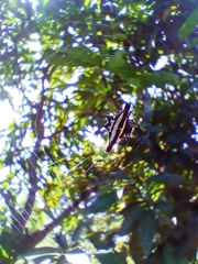 Gasteracantha geminata