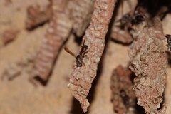 Ropalidia revolutionalis