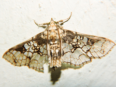 Megastes praxiteles