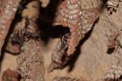 Ropalidia revolutionalis