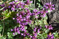 Thymus reverdattoanus