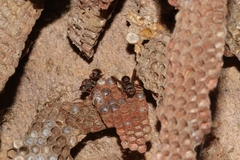 Ropalidia revolutionalis