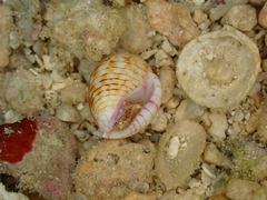 Euplica turturina