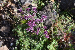 Thymus reverdattoanus