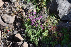 Thymus reverdattoanus