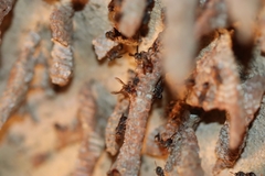 Ropalidia revolutionalis