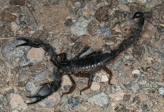Nebo omanensis