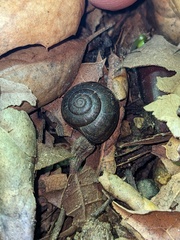 Helminthoglypta