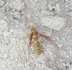 Polistes olivaceus