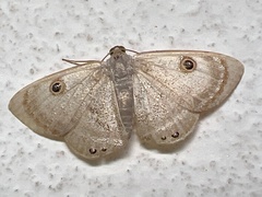 Argyrotome muricolor