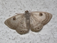 Argyrotome muricolor