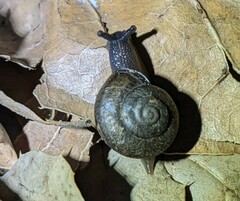 Helminthoglypta
