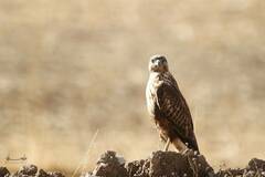 Buteo rufinus cirtensis