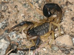 Hottentotta jayakari