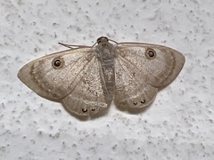 Argyrotome muricolor