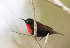 Chalcomitra senegalensis gutturalis