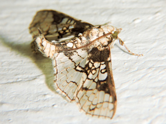 Megastes praxiteles