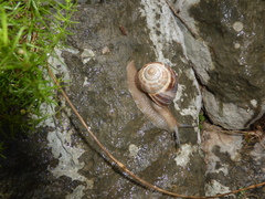 Helix secernenda