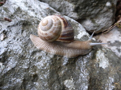 Helix secernenda