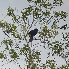 Corvus macrorhynchos