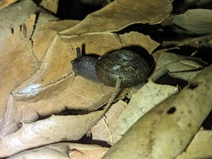 Helminthoglypta