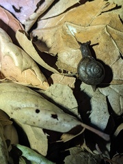Helminthoglypta