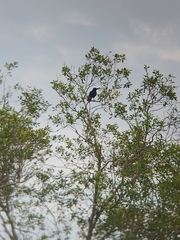 Corvus macrorhynchos