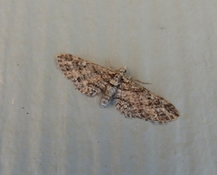 Eupithecia maestosa