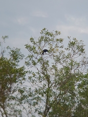 Corvus macrorhynchos