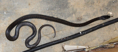 Boaedon fuliginosus